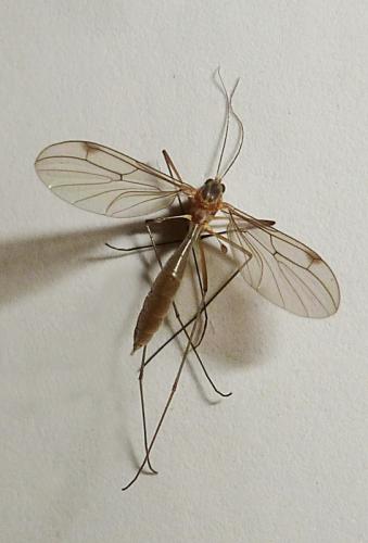 Bolitophila sp.