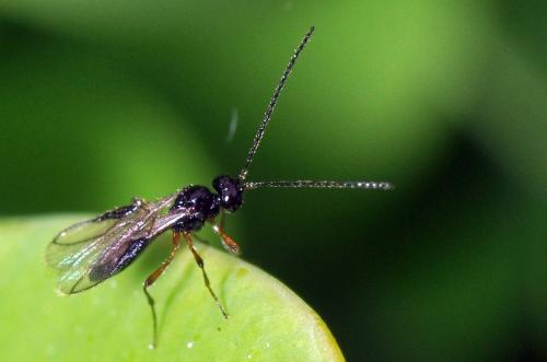 Réf. 95 849 : Alysiinae inconnu