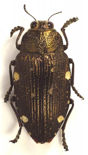 Réf. 95 763 : Polybothris sp.