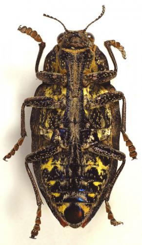 Réf. 95 764 : Polybothris sp.