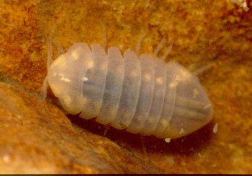 Caecosphaeroma sp.