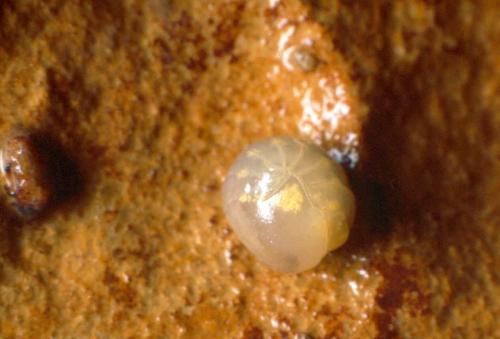 Caecosphaeroma sp.