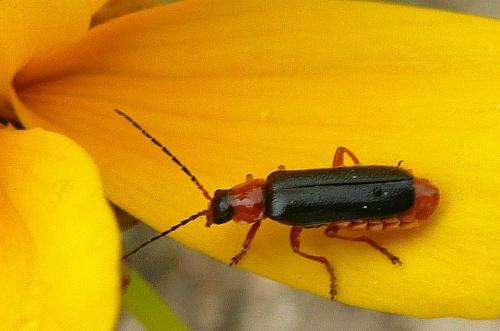 Réf. 95 117 : Cantharis sp.