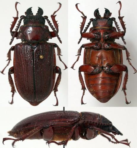 Cantharocnemis plicipennis