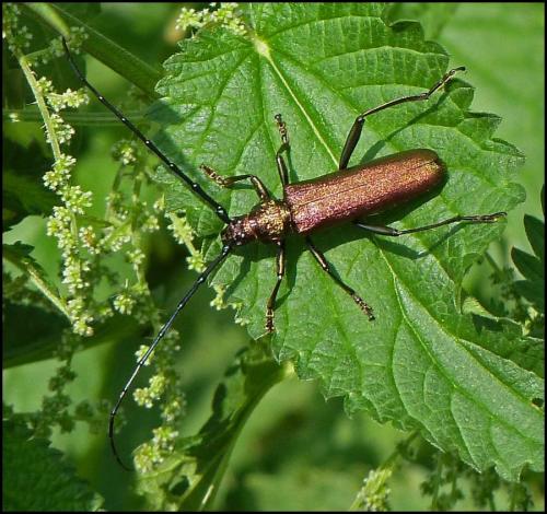 Aromia moschata