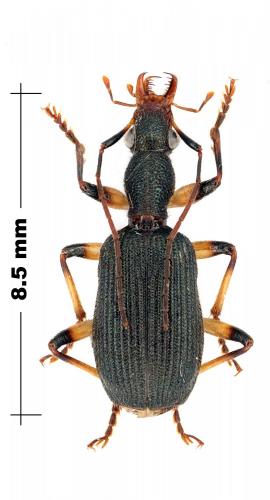 Drypta dilutipes