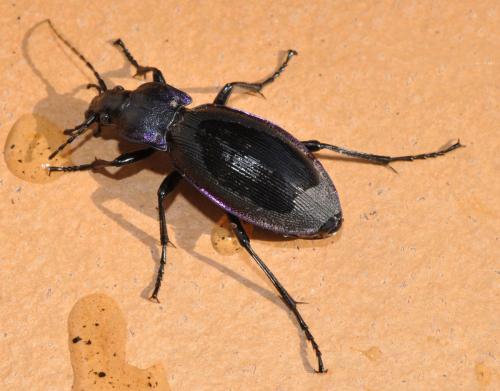 Réf. 95 348 : Carabus violaceus