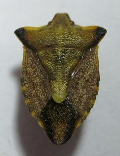 Carpocoris mediterraneus atlanticus