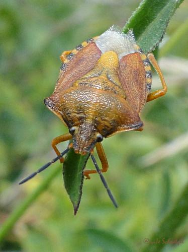 Carpocoris purpureipennis
