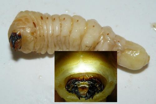 Aegosoma scabricorne