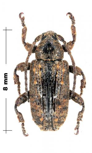 Enaretta sp.