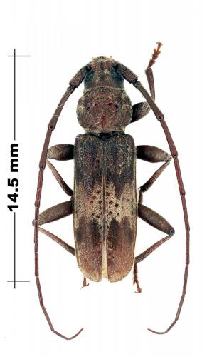 Tropicophanes fasciatus