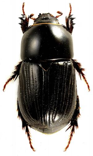 Heteronychus bituberculatus