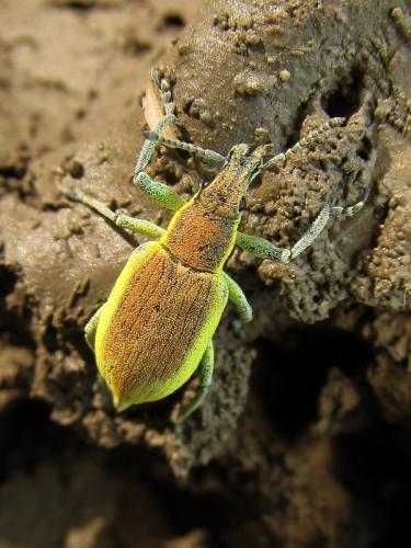 Réf. 95 227 : Chlorophanus pollinosus