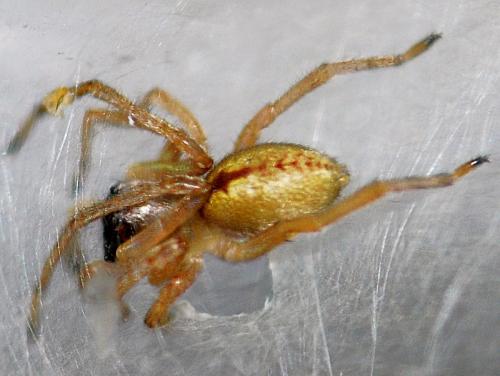 Cheiracanthium pennatum