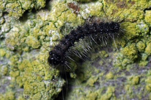 Lymantria dispar