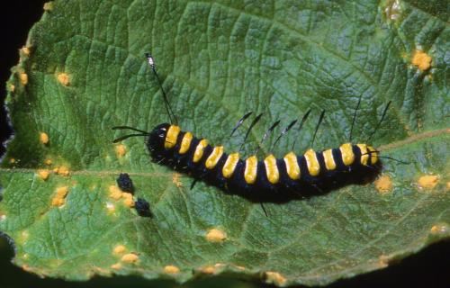 Réf. 95 814 : Acronicta alni