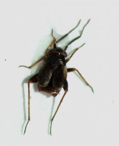 Chlamydatus saltitans