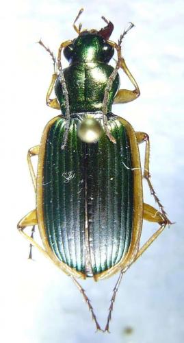 Chlaenius spoliatus