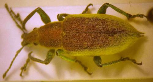 Chlorophanus pollinosus