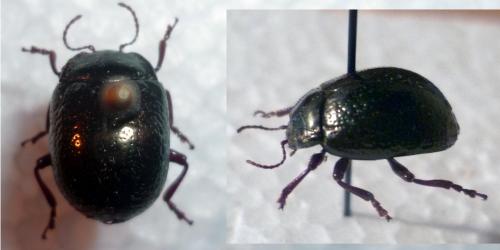 Chrysolina bankii
