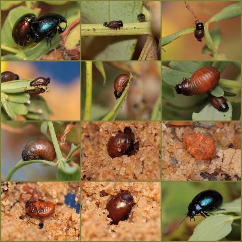 Réf. 95 192 : Chrysolina varians
