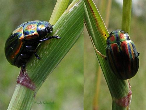 Réf. 95 725 : Chrysolina cerealis