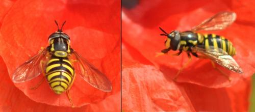 Réf. 95 356 : Chrysotoxum cautum