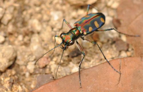 Réf. 95 349 : Cicindela aurulenta juxtata