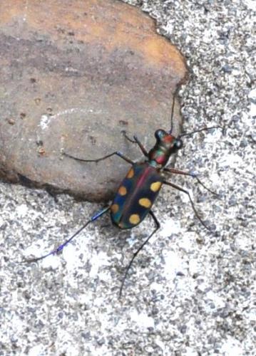 Cicindela aurulenta juxtata