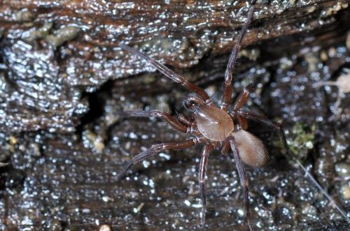 Réf. 95 915 : Cicurina cicur