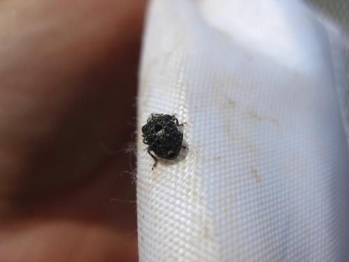Réf. 95 261 : Cionus scrophulariae