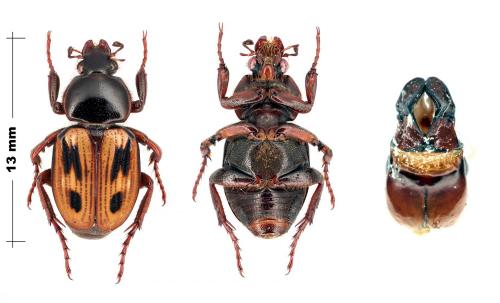 Clastocnemis distinctus