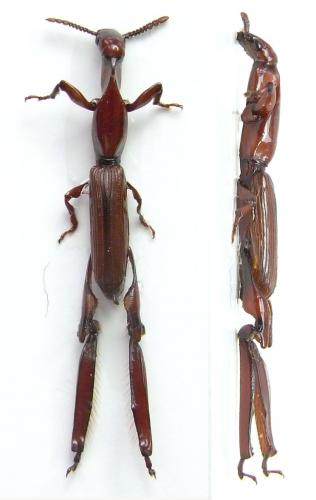 Calodromus mellyi