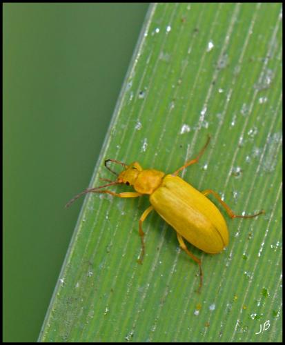 Réf. 95 262 : Cteniopus sulphureus
