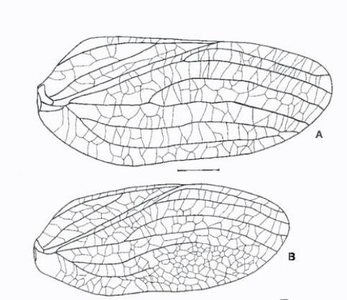 Issus coleoptratus