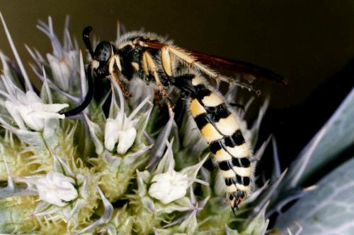 Colpa sexmaculata