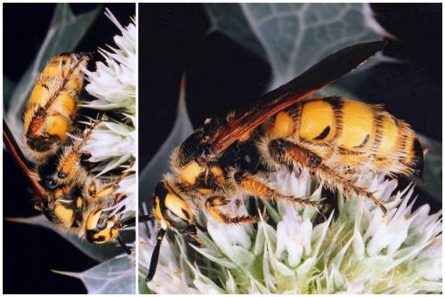 Colpa sexmaculata