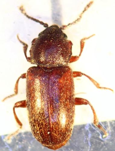 Cryptophagus sp.