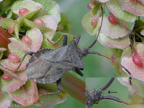 Coreus marginatus