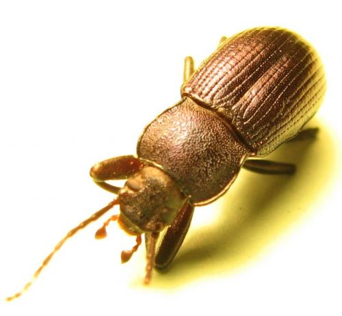 Réf. 95 467 : Helops caeruleus