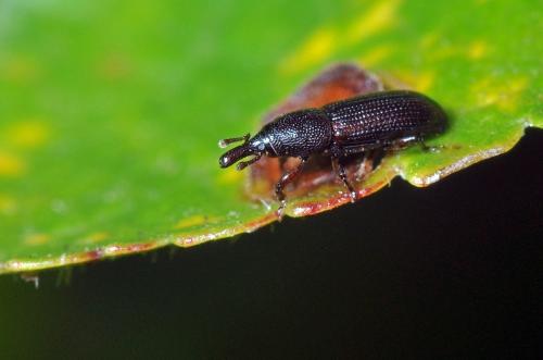 Réf. 95 046 : Pentarthrum huttoni