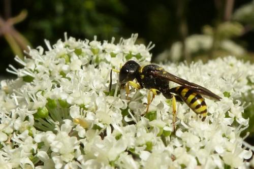 Réf. 95 864 : Ectemnius lituratus