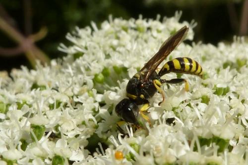 Ectemnius lituratus