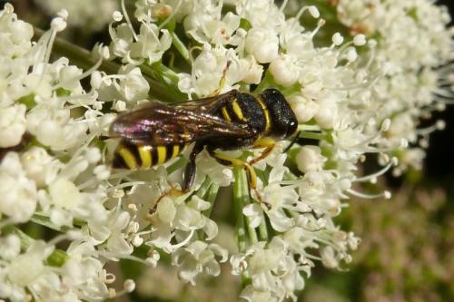 Ectemnius lituratus