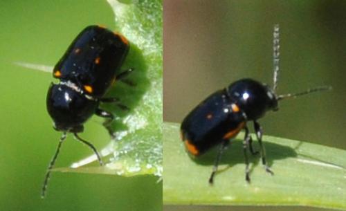 Cryptocephalus sexpustulatus