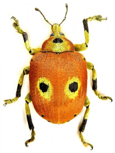 Chloropholus bioculatus