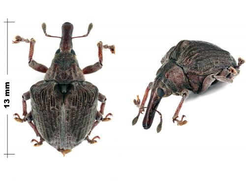 Omophorus cupreus