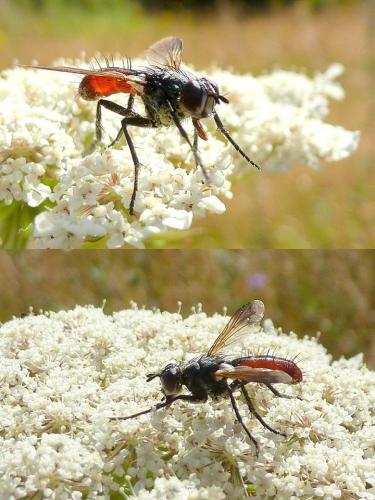 Réf. 95 415 : Cylindromyia bicolor