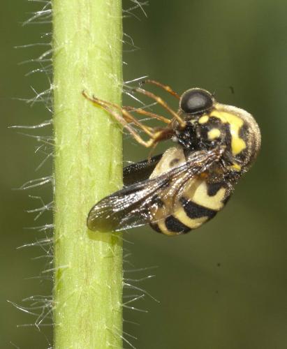 Réf. 95 318 : Cyrtus gibbus